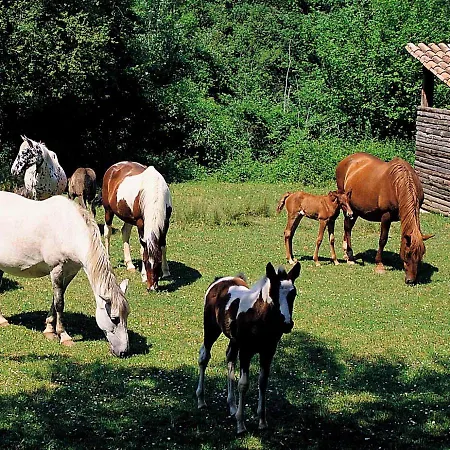 Campsite Acampale - Glamping La Garrotxa - Santa Pau